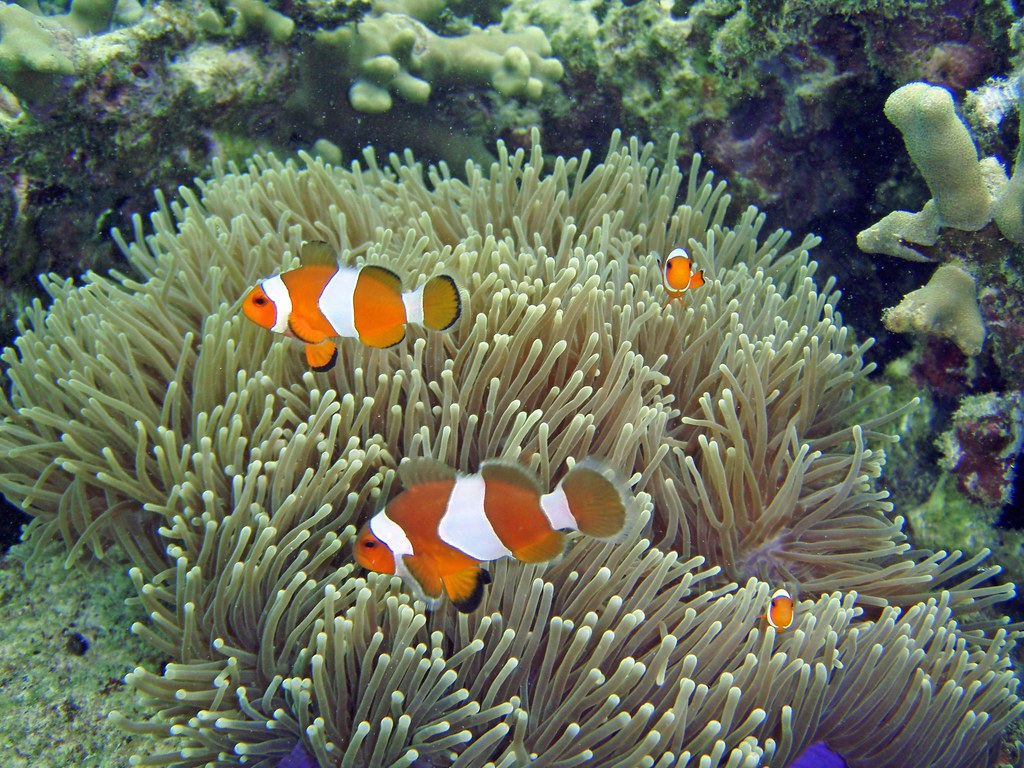 Clownfish in Anemone Koh Lanta