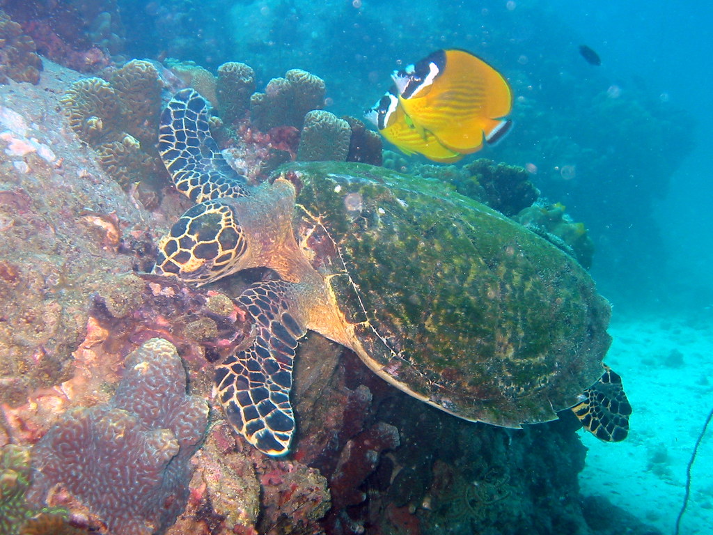 Koh Tao Diving and Marine Life