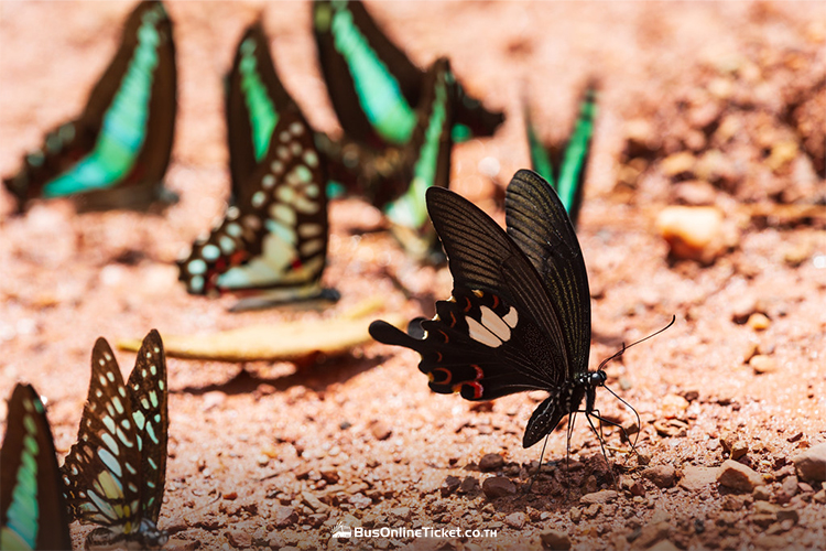 Nam Nao National Park