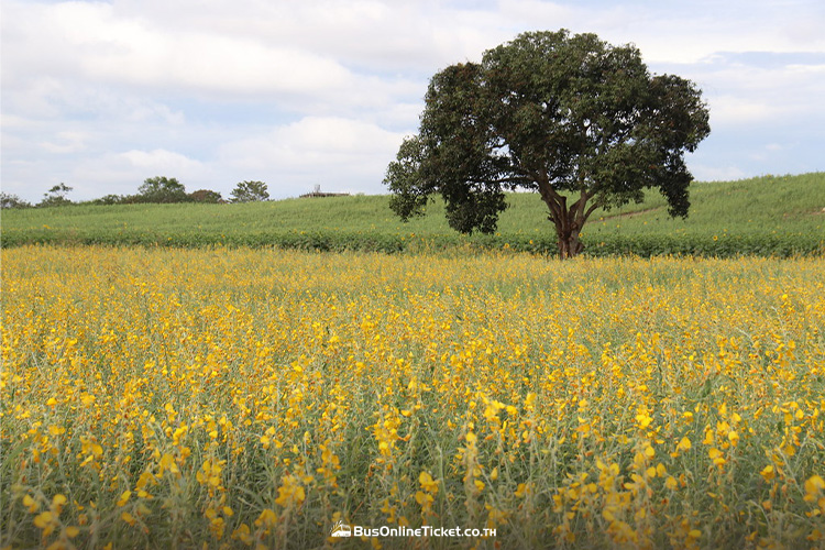 Flower fields, Khao Yai