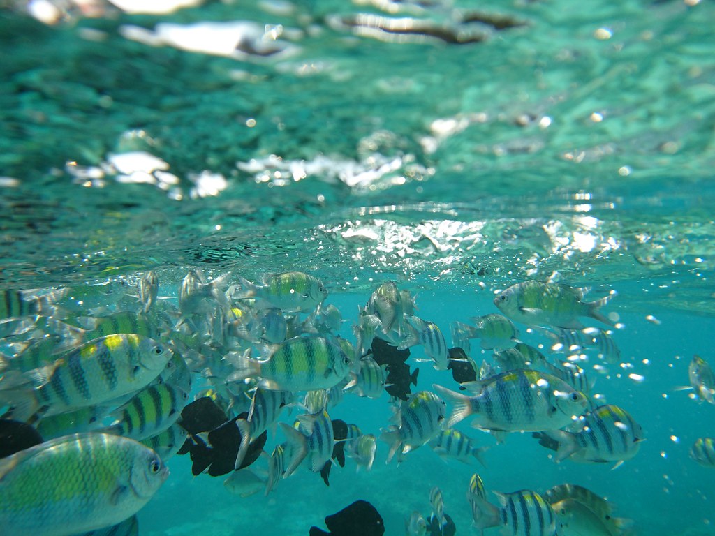 Snorkeling in Phi Phi